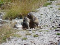 Marmottes- www.gites-pyrenees-64.net