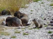 Marmottes Béarn montagne